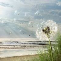 白寿