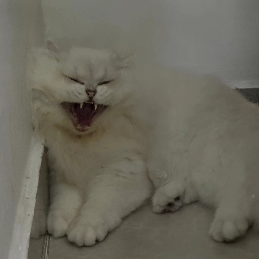 邹