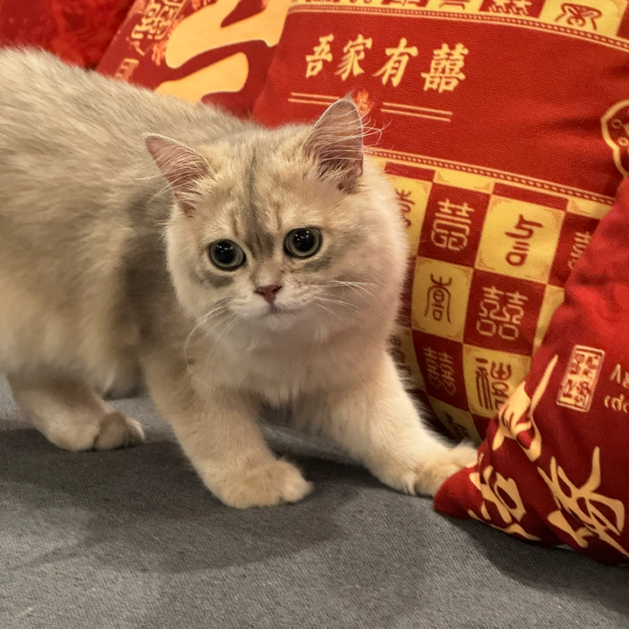 楼思远