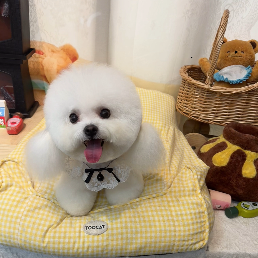 喵小汪宠物店