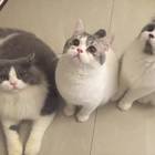 陆晟
