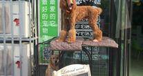 北京圣宠宠物石嘴山店