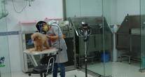 上海建平宠物诊所