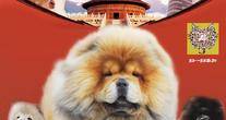 北京帝狮红绳犬舍
