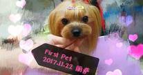 深圳市有只狗宠物用品商行