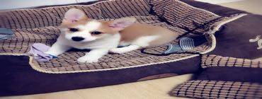 赵小姐
