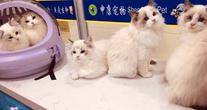 上海申康宠物诊疗有限公司