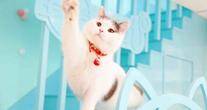 北京奥斯卡猫文化传媒有限公司