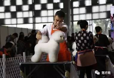 震驚！寵物美容師原來靠這個月入過萬