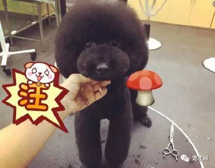 震驚！寵物美容師原來靠這個月入過萬