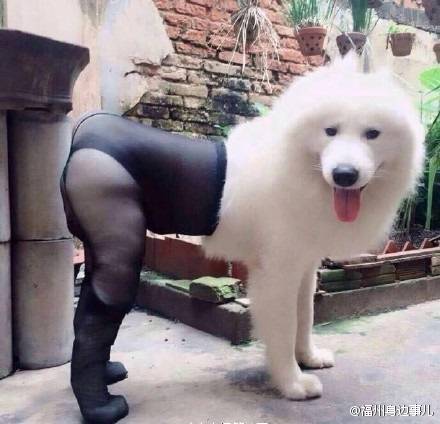 開玩笑！我是那么隨便的汪嗎