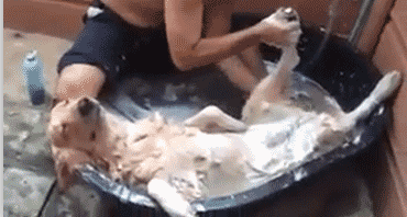 timg.gif