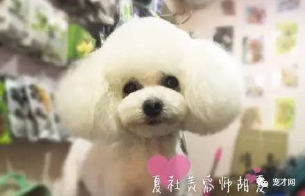震驚！寵物美容師原來靠這個月入過萬