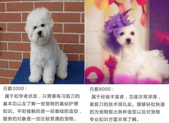 寵物造型 寵物造型