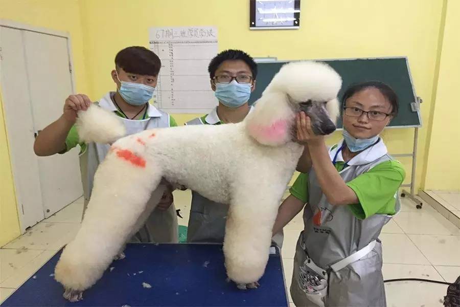 一個(gè)寵物美容師的自白
