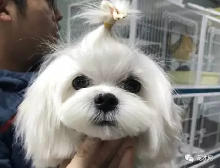 震驚！寵物美容師原來靠這個月入過萬