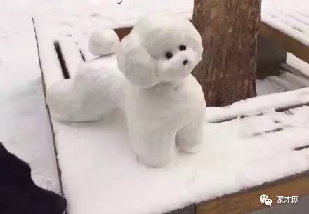 震驚！寵物美容師原來靠這個月入過萬