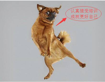 規(guī)范的系統(tǒng)培訓(xùn)