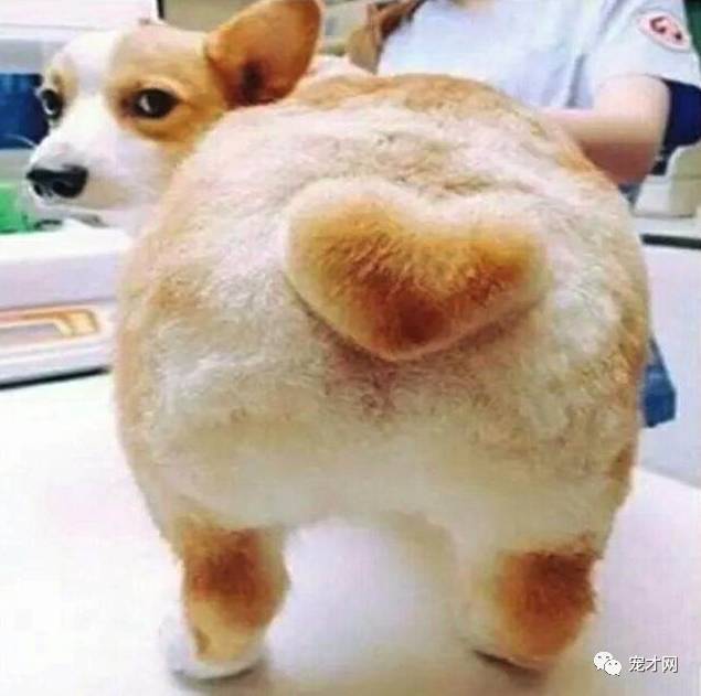 寵物美容師，你一定跟我有仇！
