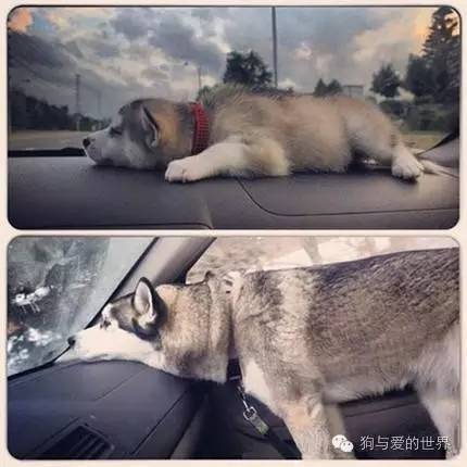 開玩笑！我是那么隨便的汪嗎
