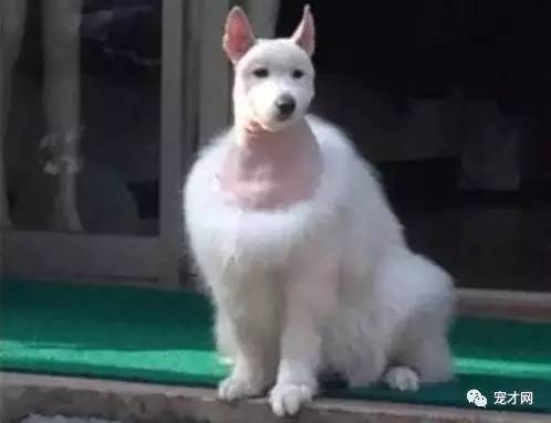 寵物美容師，你一定跟我有仇！