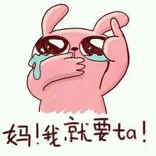 一公一母泰迪有售！