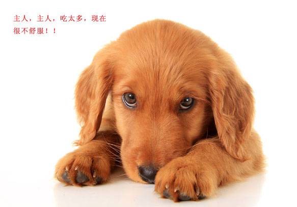 請(qǐng)別忽視！喂撐寵物也是一種傷害