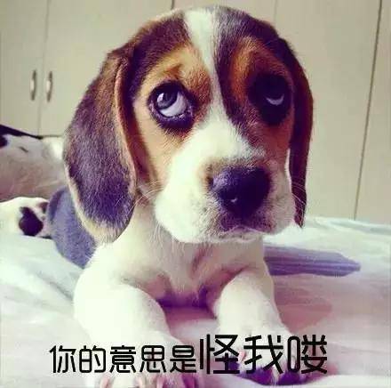 如果人狗身份互換......