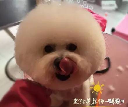 震驚！寵物美容師原來靠這個月入過萬