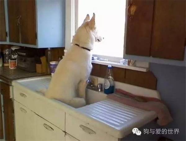 開玩笑！我是那么隨便的狗嗎