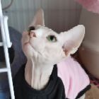 王