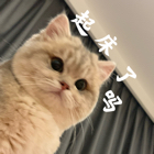 张女士