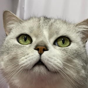 杨女士