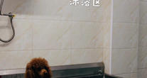 北京派多格宠物会所