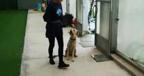 上海中保华安龙根特种犬服务有限公司