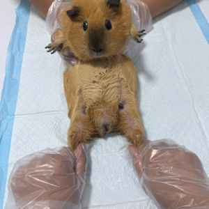金鑫