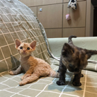 上海爱久宠上天宠物有限公司