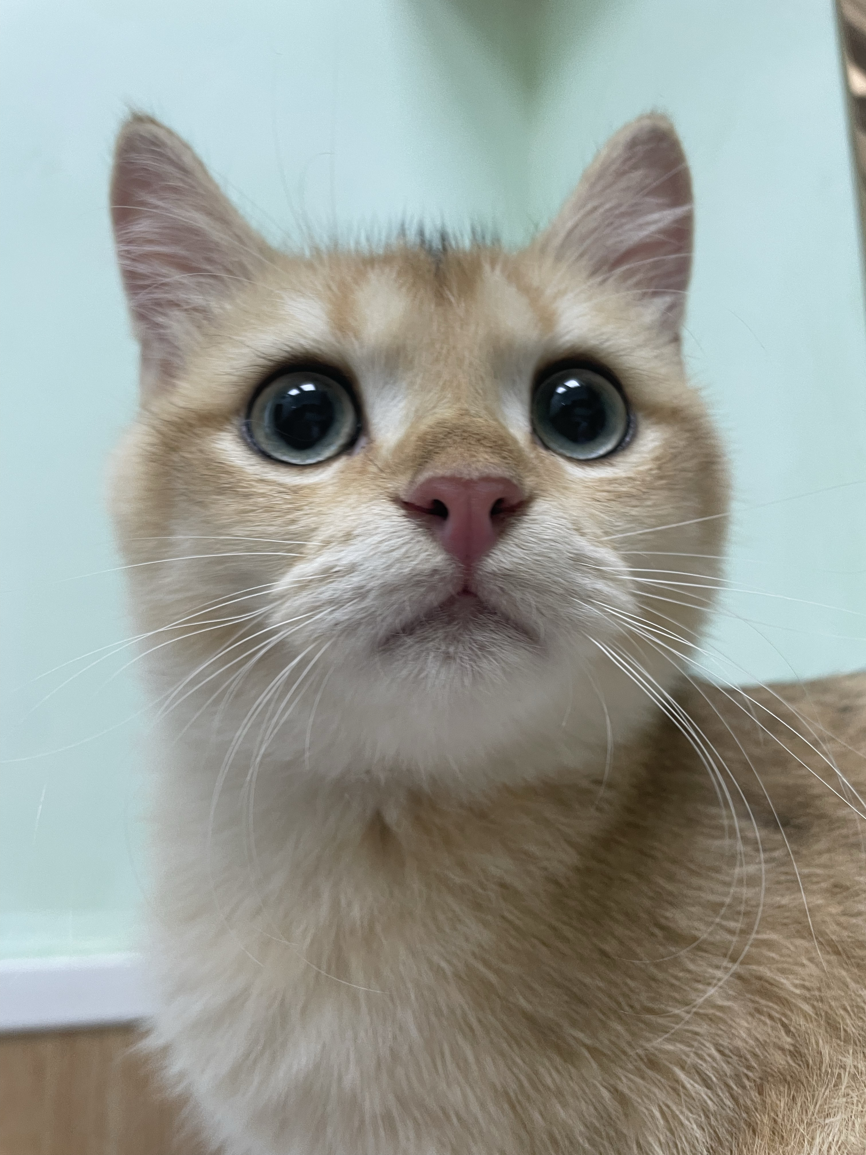 广州嘉仁宠物医院有限公司