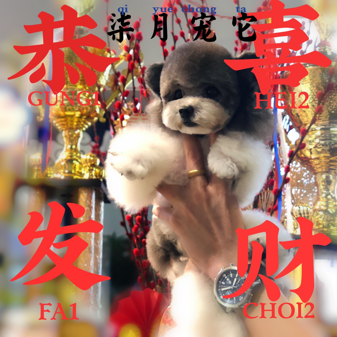 上海柒月宠物店
