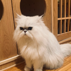 瞿先生