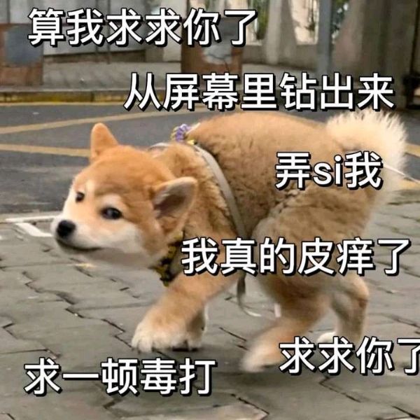 初级宠物毁容师