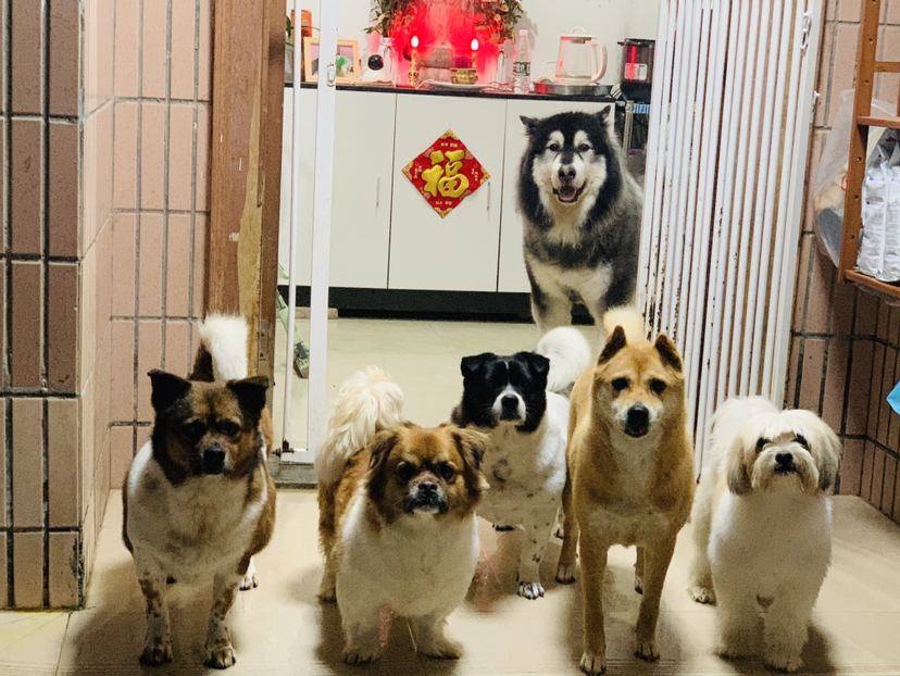深圳市龍崗區(qū)萌寵生活創(chuàng)新店