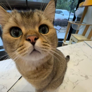 胡静