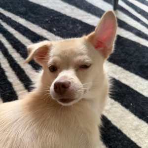 王玥琳
