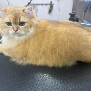 王小五