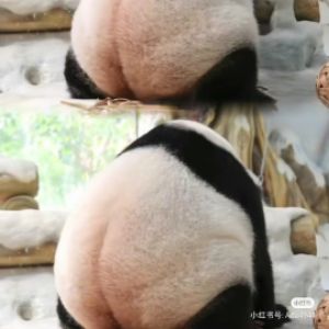 胡珊珊