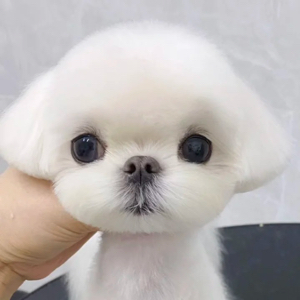 十三姨