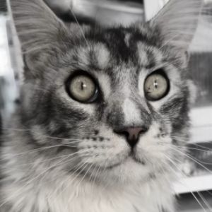 李云鹏