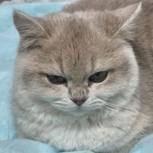 谭朝辉 · 老板