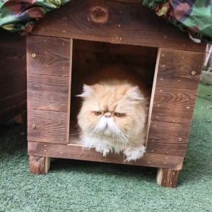 黄小晶